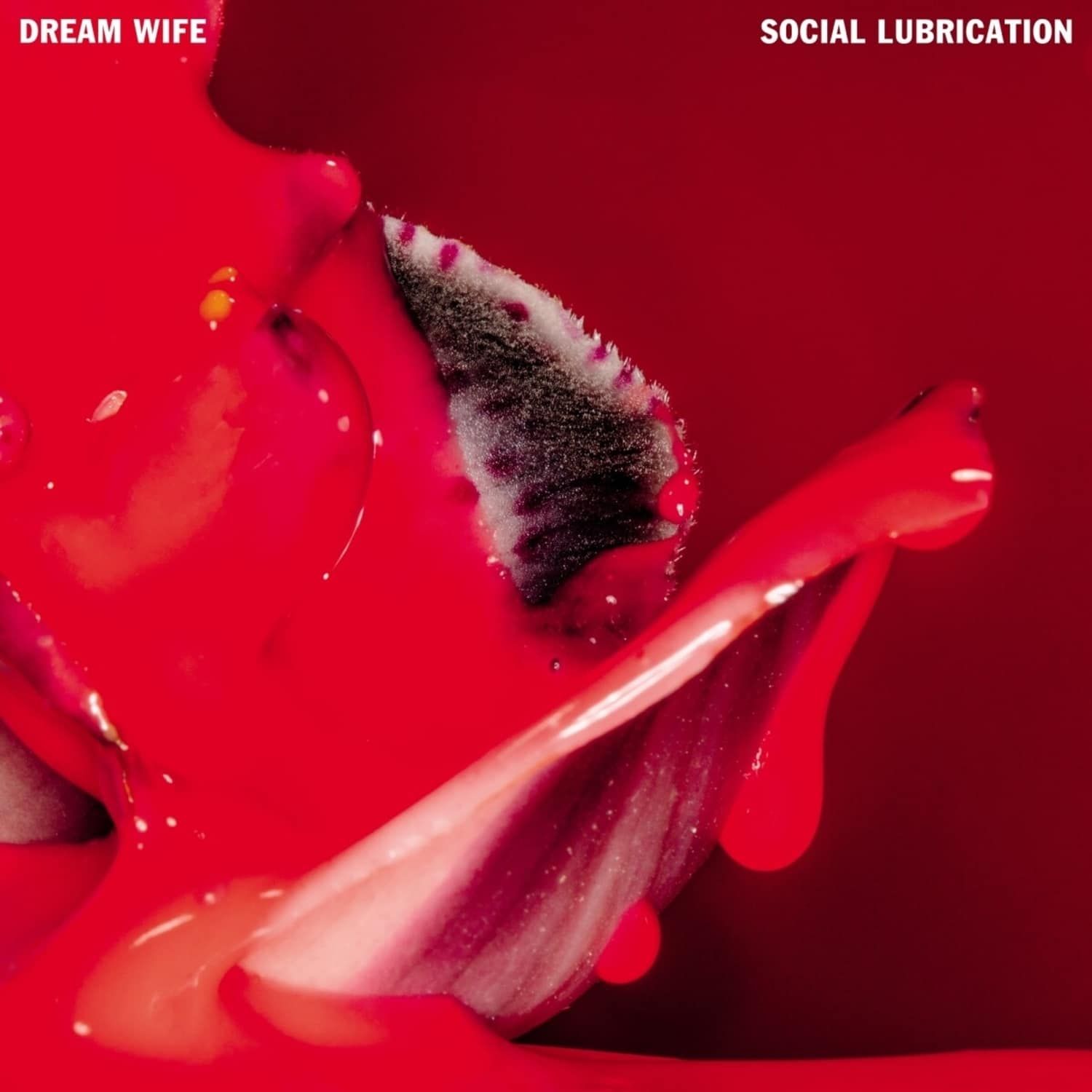 Dream Wife - SOCIAL LUBRICATION