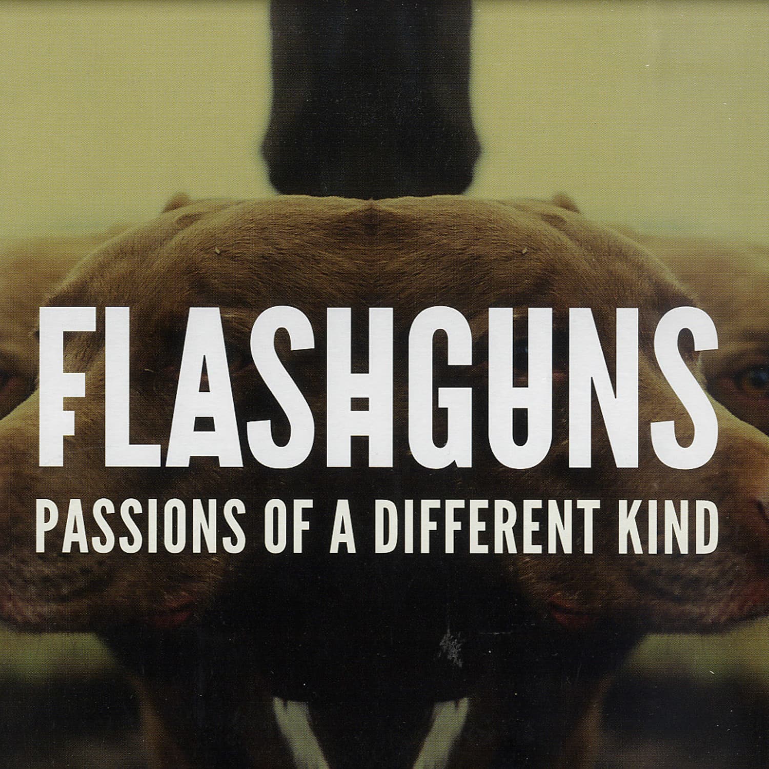 Flashguns - PASSIONS OF A DIFFERENT KIND 