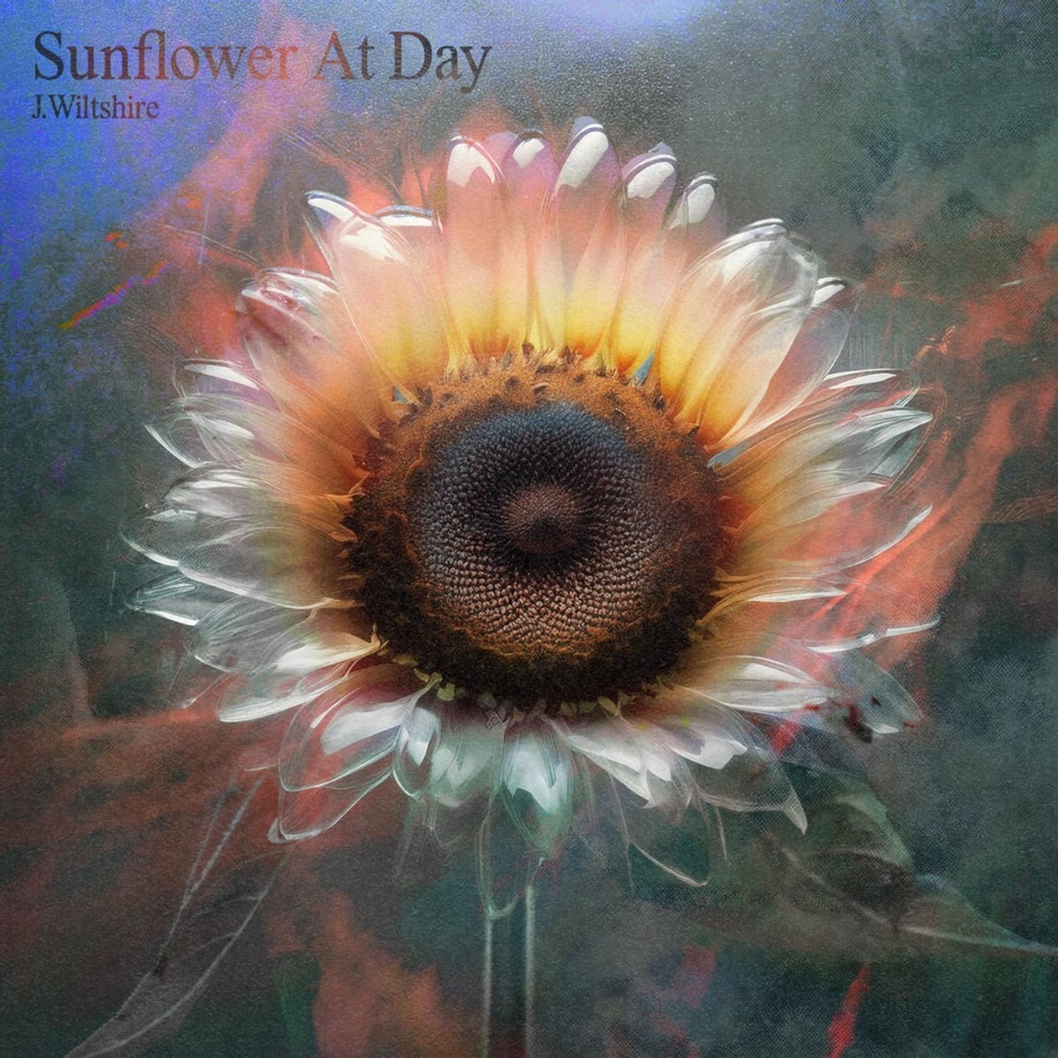 J.Wiltshire - SUNFLOWER AT DAY