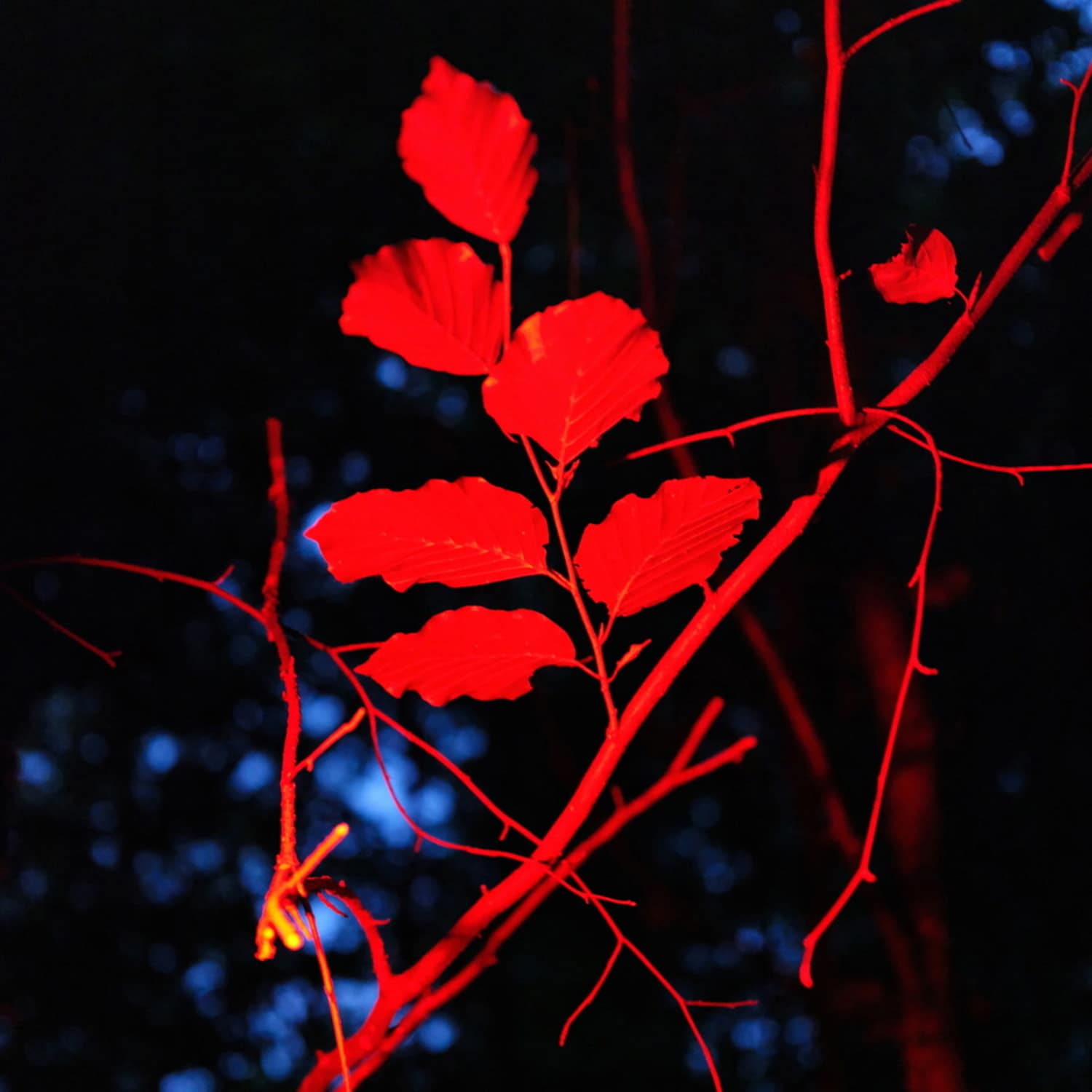 Ludwig Berger - ECOTONALITIES NO OTHER HOME THAN THE IN-BETWEEN