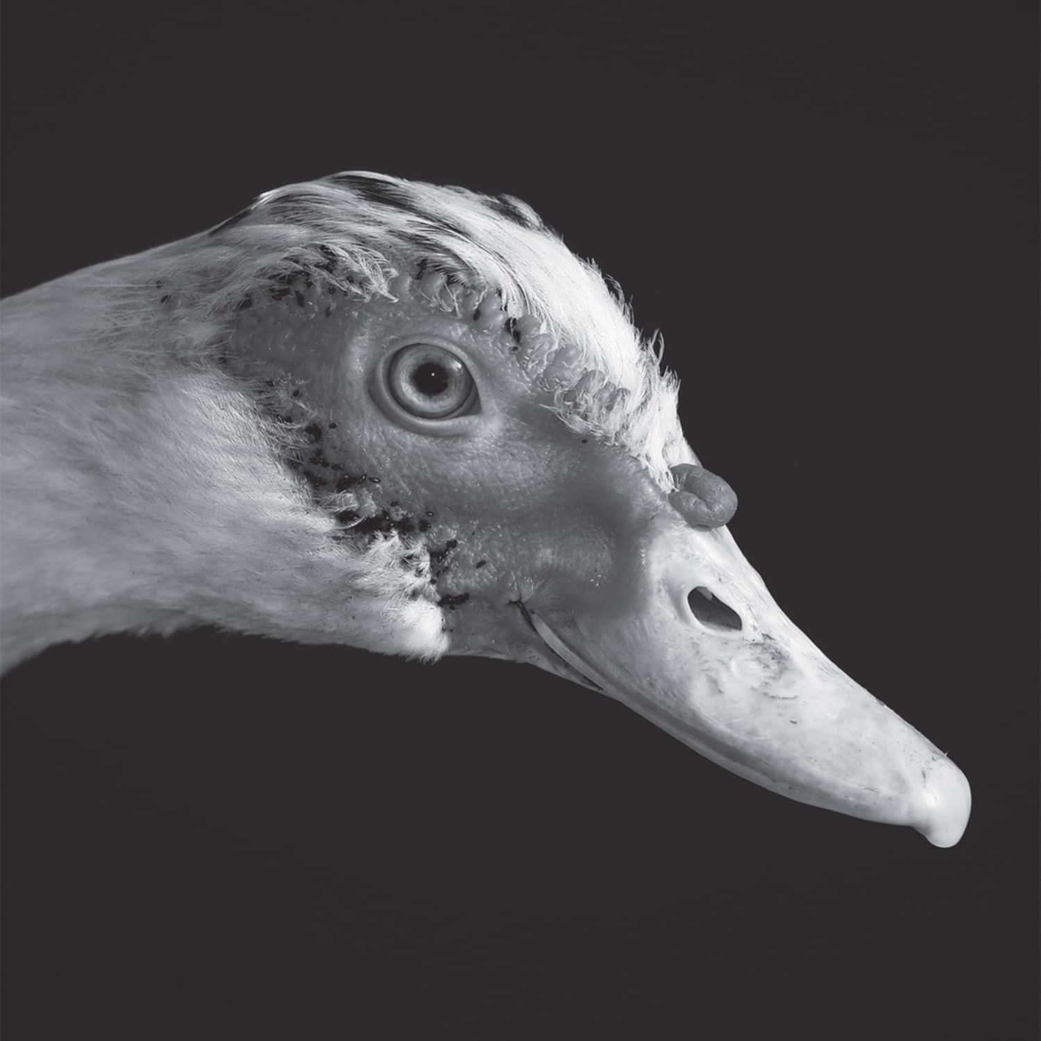 Be Svendsen - GROSS KELLE E.P