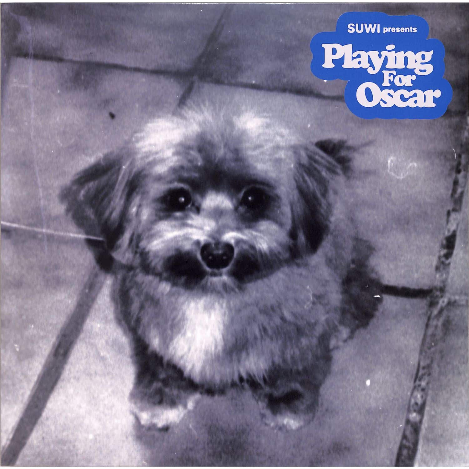 Suwi - PLAYING FOR OSCAR 