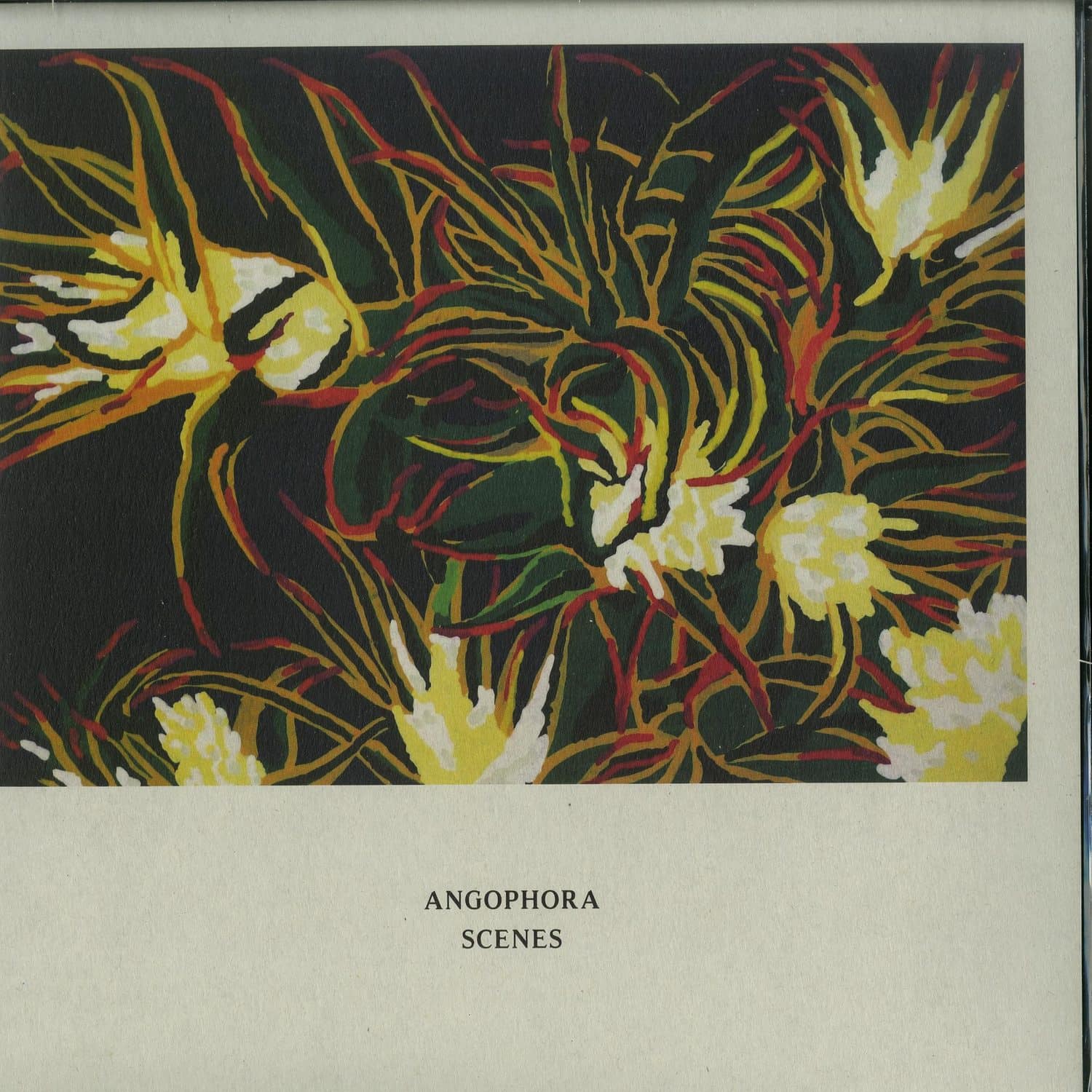 Angophora - SCENES