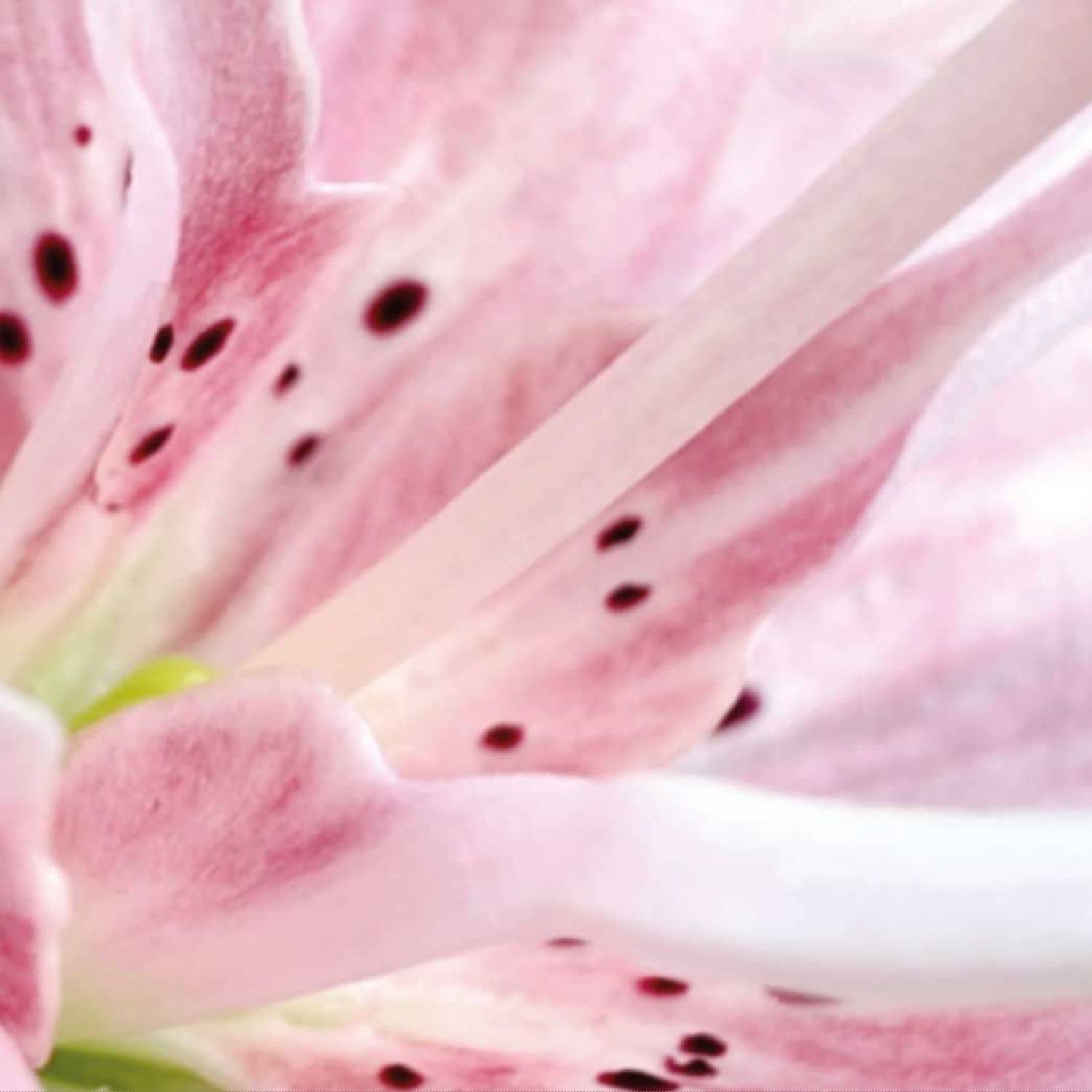 Taiga Tokunaga - FLEUR