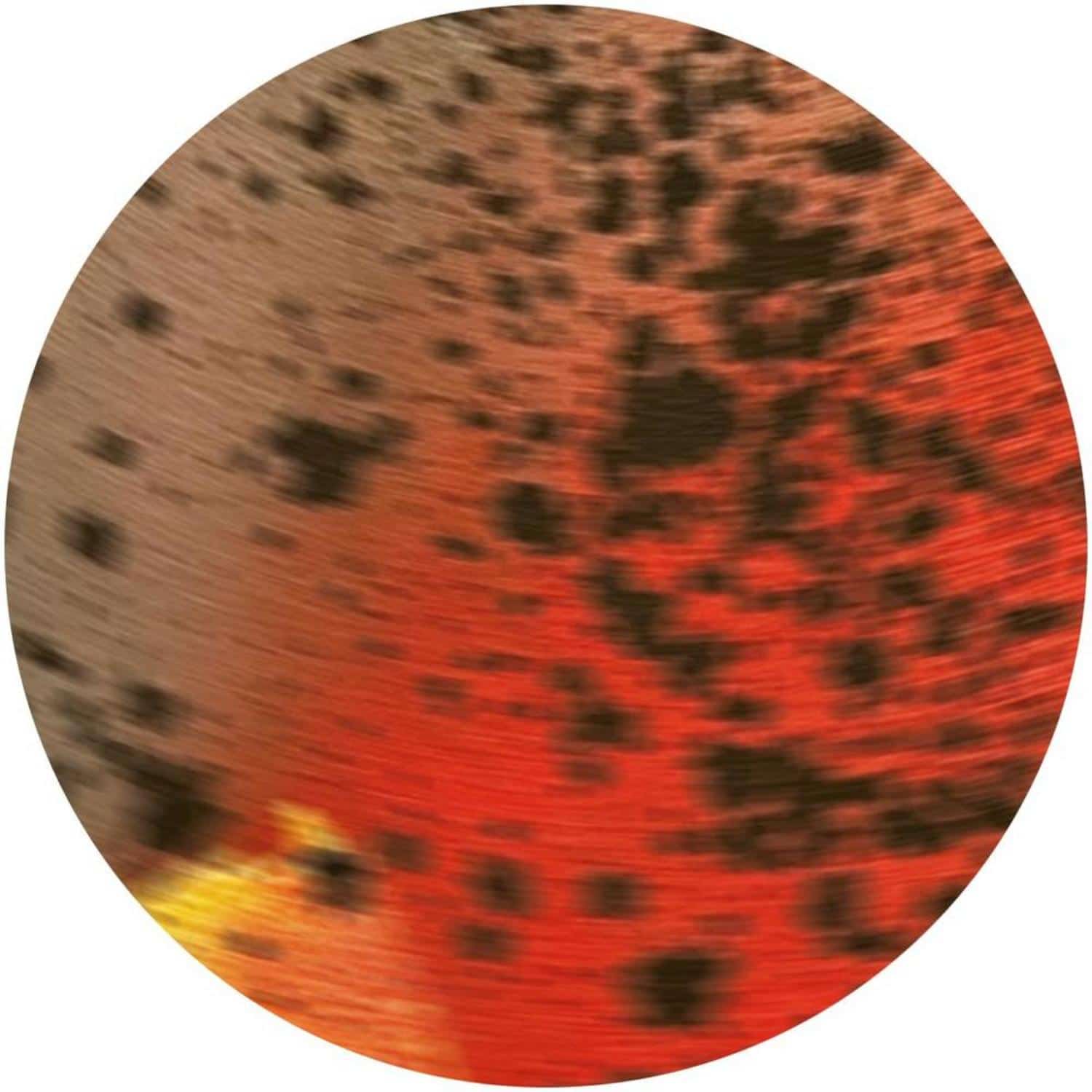 Sciahri - PAREIDOLIA III
