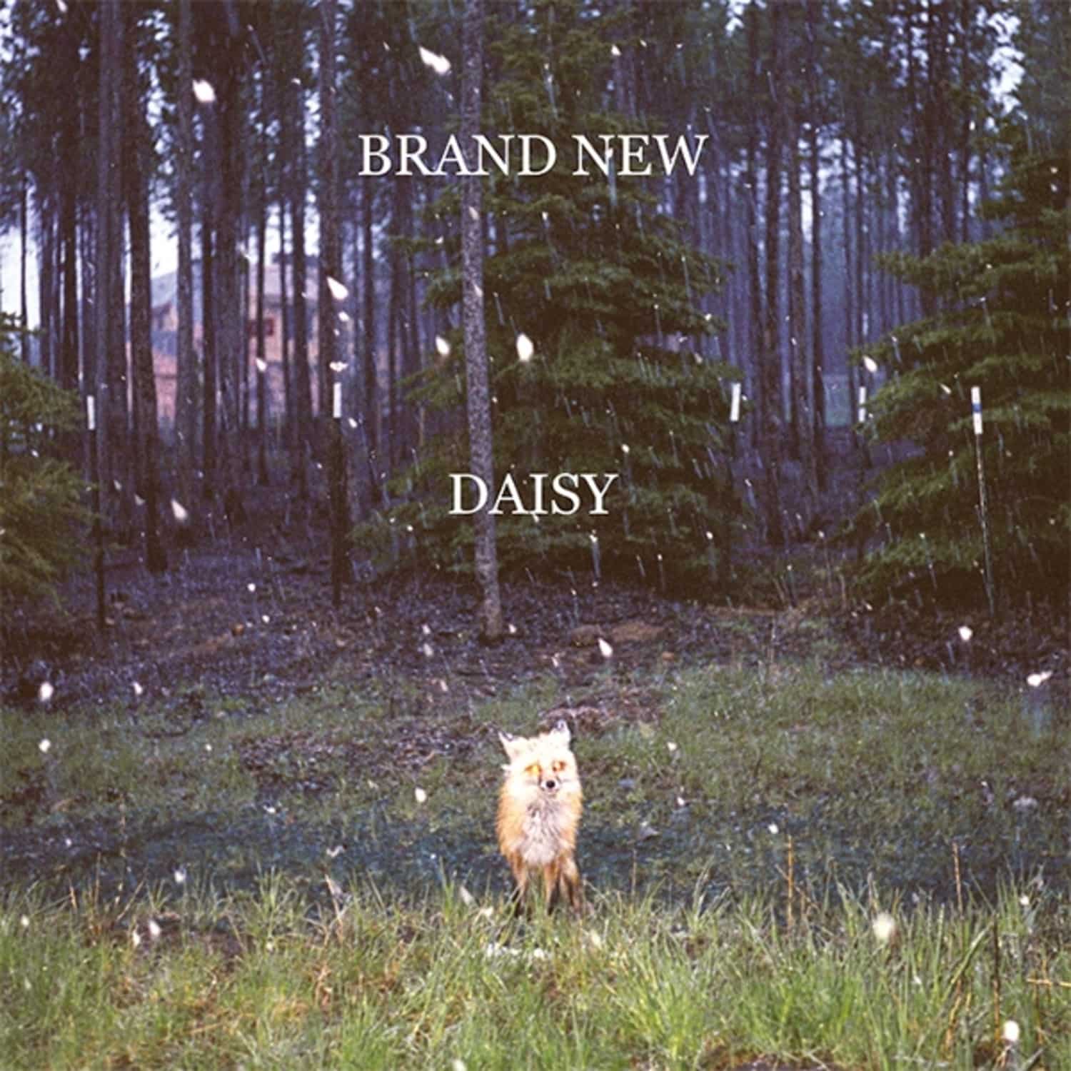 Brand New - DAISY 