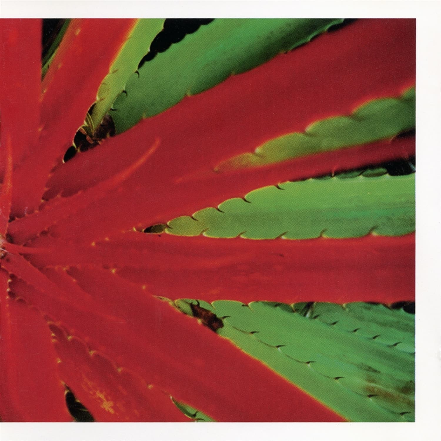 Jejune - THIS AFTERNOONS MALADY