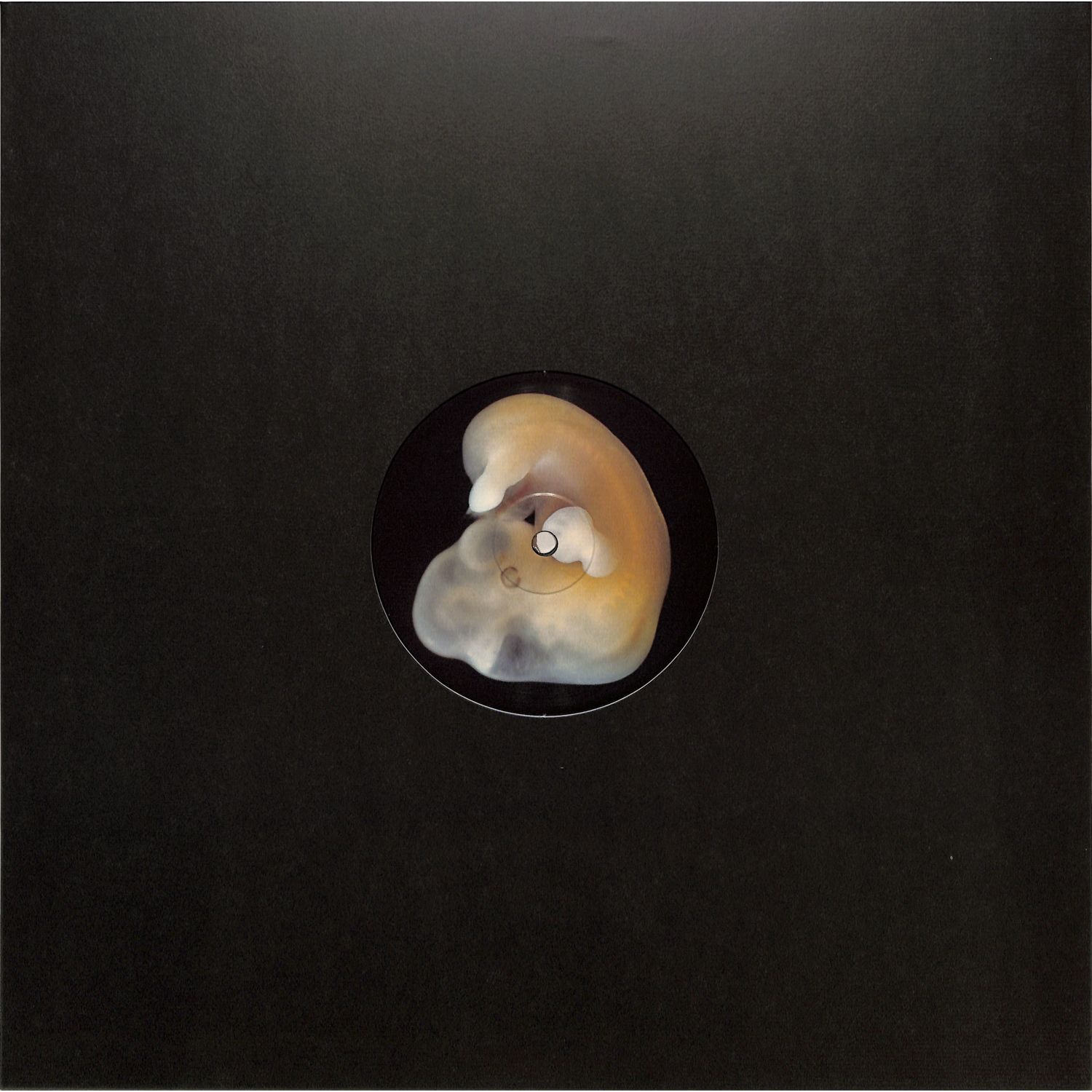 Bergqvist - EARTH CREATURES