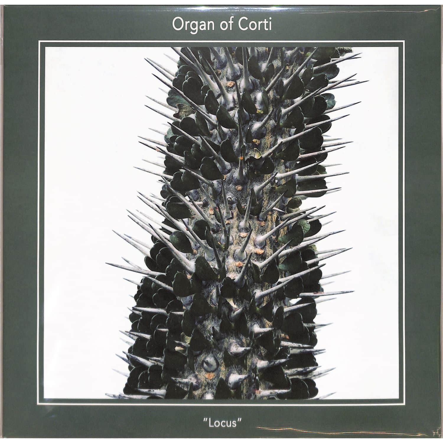 Organ Of Corti - LOCUS 