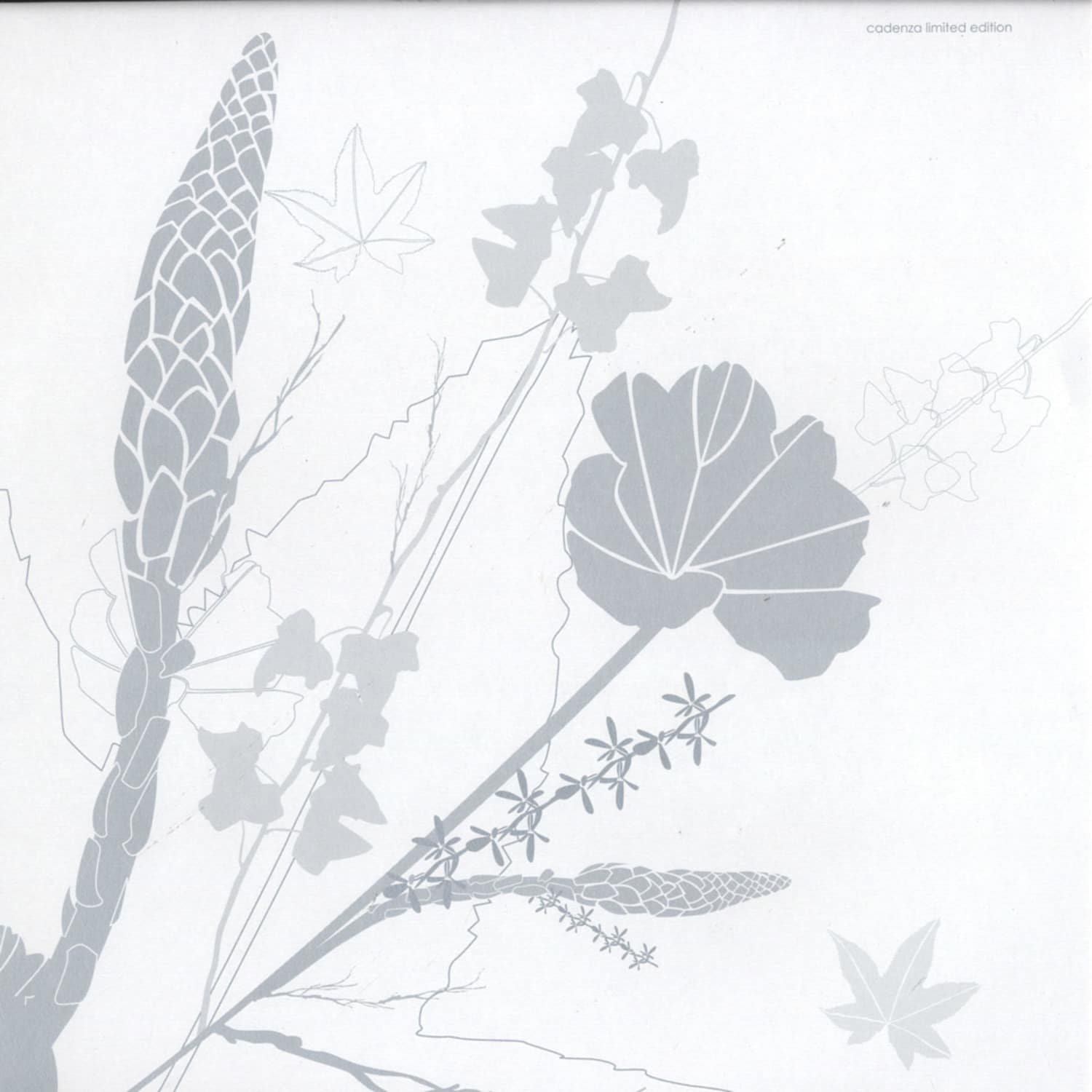 NSI - CLARA GHAVAMI EXTENDED