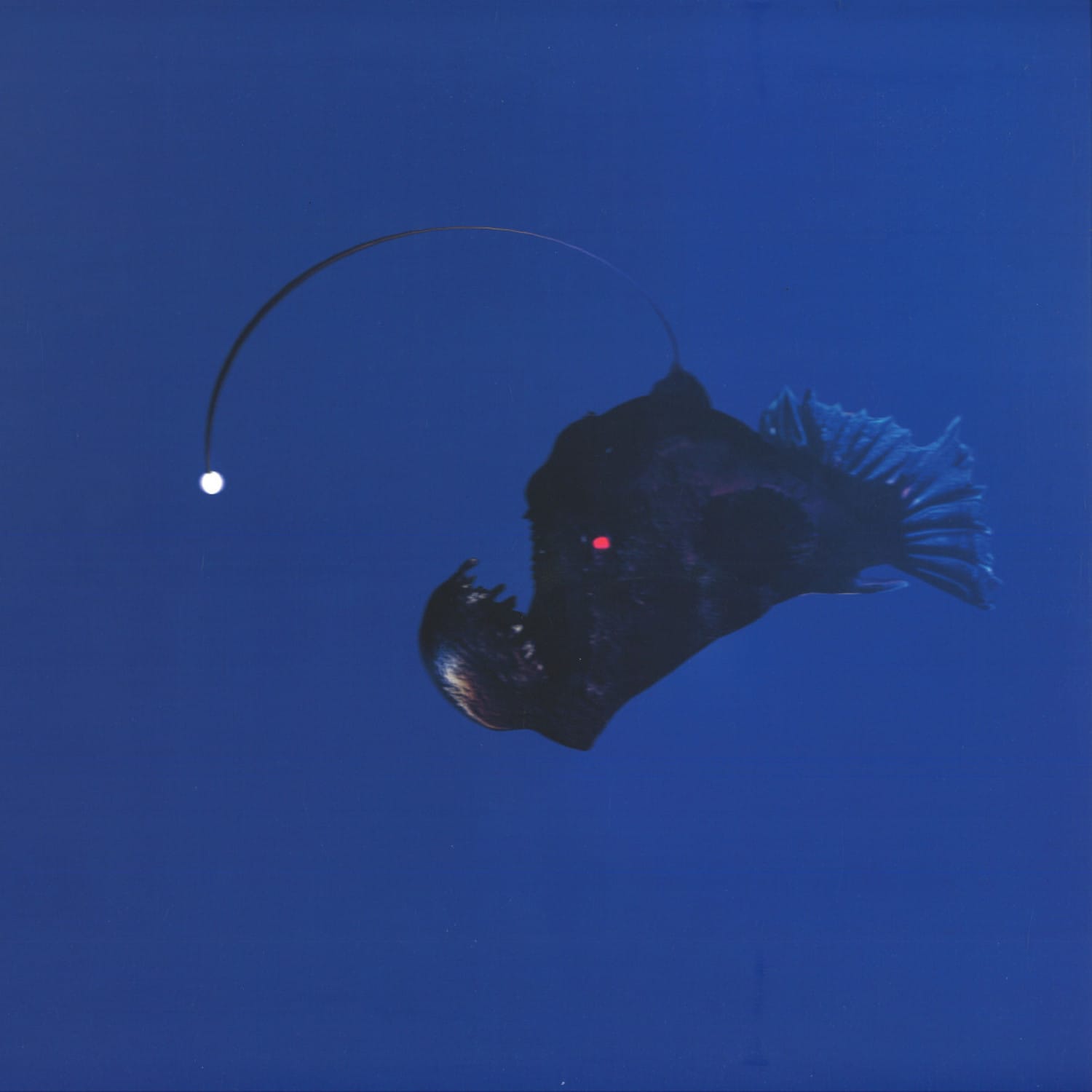 Michael Melchner - NO LIGHT BELOW