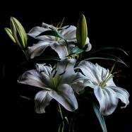 Back View : Various Artists - RANDOM CHAPTERS (180G VINYL) - Platz F�r Tanz / PFT2025V02