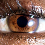 Back View : Evadney - IT S DREAMING (LP) (WHITE VINYL) - Eyeless Records / ELSS11