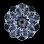 Front View : Vinyl Speed Adjust - HYPNOTIZIN EP - Lok Records / LOKBLK002