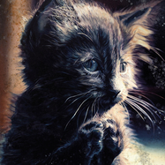 Front View : Perzeptiverdampfkesselqualmtbesinnlich - PUSSY DISCO (CD) - Synaptic Cliffs / SCCD021