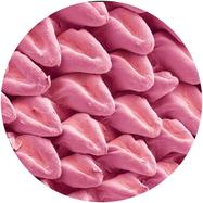 Front View : Various Artists - EXPANSIONS VA - Fastgroove Klub / FK001