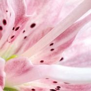 Front View : Taiga Tokunaga - FLEUR - Kasmisou / KSMS003