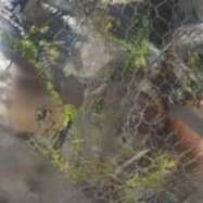 Front View : Aedis - SAENSE - Animalia / ANIMA18