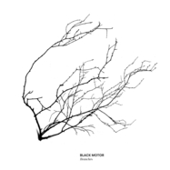 Front View : Black Motor - BRANCHES (CD) - We Jazz / 05250612