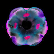 Front View : Various Artists - FLORILEGIA III (2X12 INCH) - ICONYC / Y032