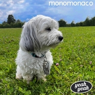 Front View : monomonaco - YEAH YEAH - La Pochette Surprise Records / 885150713433